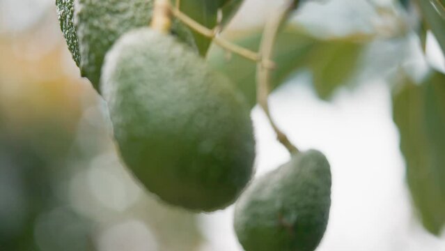 Low angle shot of bunch of organic avocados hanging from green tropical tree