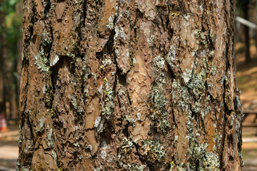 Close up of tree trunk on autumn forest background. Dark brown cracked bark background texture for design. Pine bark texture