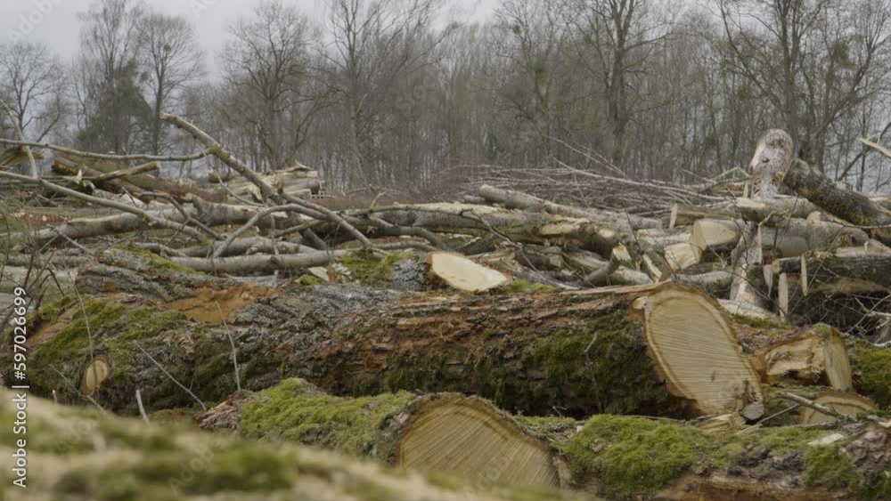 Poster large mossy logs in pile cleanly cut in logging operation, remnants of tree forest behind
