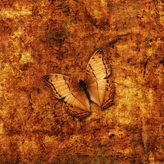 Wall murals Butterflies in Grunge butterfly and grunge background 