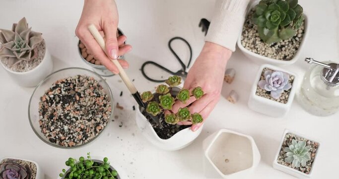 Woman adding soil into pot with Aeonium house while planting potting