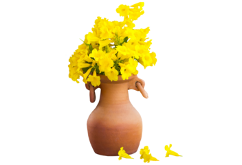 yellow flowers local flora of asia arrangement flat lay postcard style 