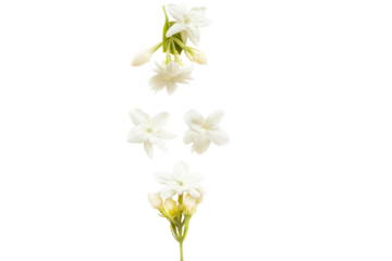 white flowers jasmine local flora of asia arrangement flat lay postcard style 