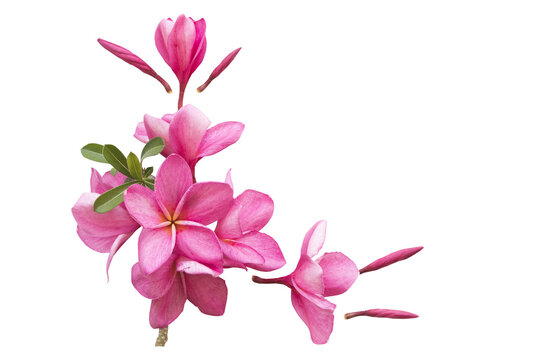 pink flowers frangipani local flora of asia arrangement flat lay postcard style 
