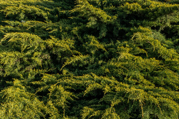 Juniperus horizontalis. Shrubs of creeping juniper or horizontal Juniper.