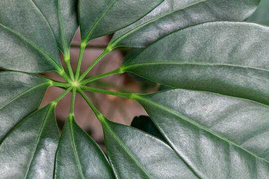 Schefflera arboricola. Detail of the leaves of the ornamental plant cheflera or dwarf umbrella tree.