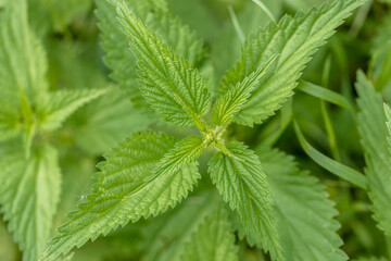 Bush of stinging-nettles. Nettle leaves. Top view. Botanical pattern. Greenery common nettle.