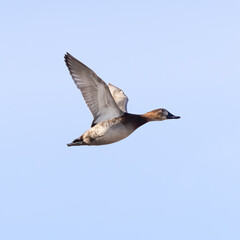 Common Pochard
