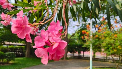Oleander, Sweet Oleander, Rose Bay,  beautiful pink flower The side of pink blooming flowers bunch....