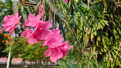 Oleander, Sweet Oleander, Rose Bay,  beautiful pink flower The side of pink blooming flowers bunch....