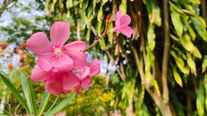 Oleander, Sweet Oleander, Rose Bay,  beautiful pink flower The side of pink blooming flowers bunch....