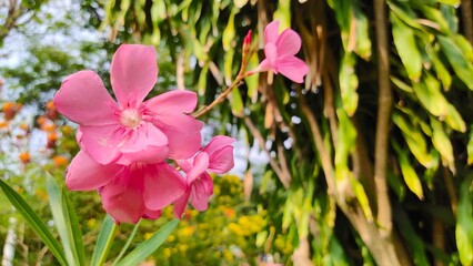 Oleander, Sweet Oleander, Rose Bay,  beautiful pink flower The side of pink blooming flowers bunch....