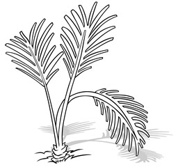 Drawing of a Ground Palm Tree with Leaves