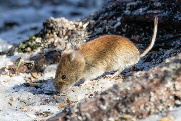 Bank vole