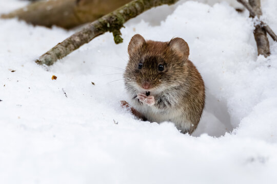 Bank vole
