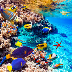 Naklejka na ściany i meble Magnificent underwater world of the tropical ocean.