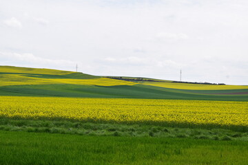 Yellow Blooming Canola Fields