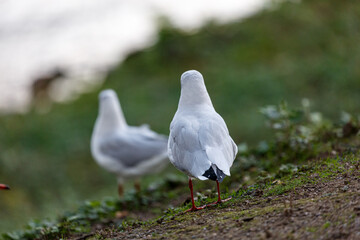 Seagulls on a grass field