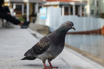 Curious feral pigeon (Columba livia domestica) walking on the ground