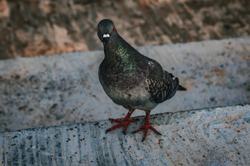 Curious feral pigeon (Columba livia domestica) walking on the ground