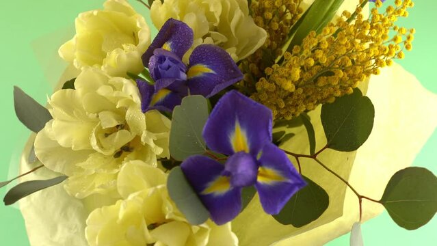 Spring bouquet of flowers. Irises, tulips, mimosa and eucalyptus. Yellow and blue flower. Bud close-up. Floral background. Purple iris, white double tulip. Gift. March mood.