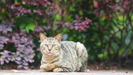 One adorable wild cat sitting in the garden for resting