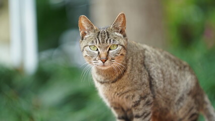 Fototapeta premium One adorable wild cat sitting in the garden for resting