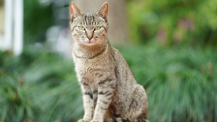 One adorable wild cat sitting in the garden for resting