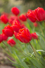 Fototapeta premium red tulips in the garden