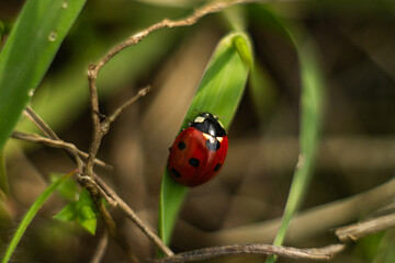 Ladybug in the morning foliage