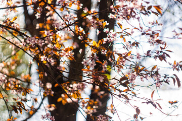 autumn leaves on the tree