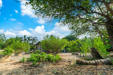 Green lemons tree growth on the cement pond in a garden citrus fruit with of a rural houses style summer vegetable garden a bright afternoon blue sky thailand.