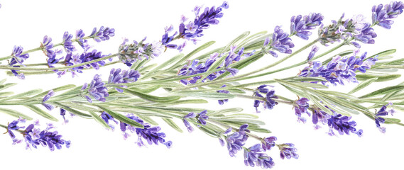 Watercolor lavender seamless border. Hand painted vintage purple flowers. 
