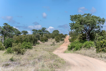 landscape with uphill winding dirt road in shrubland at Kruger park, South Africa