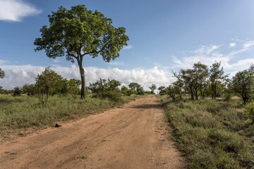 Fototapeta na wymiar landscape with dirt road and big Marula tree in shrubland at Kruger park, South Africa