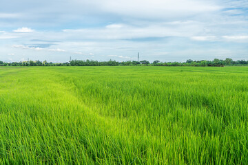 Obraz premium Scenic view landscape of Rice field green grass with field cornfield or in Asia country agriculture harvest with fluffy clouds blue sky daylight background.