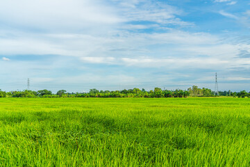 Scenic view landscape of Rice field green grass with field cornfield or in Asia country agriculture harvest with fluffy clouds blue sky daylight background.