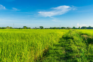 Fototapeta premium Scenic view landscape of Rice field green grass with field cornfield or in Asia country agriculture harvest with fluffy clouds blue sky daylight background.