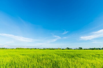 Scenic view landscape of Rice field green grass with field cornfield or in Asia country agriculture harvest with fluffy clouds blue sky daylight background.
