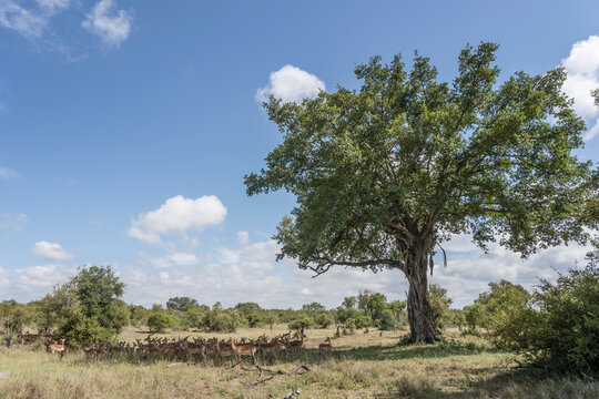 landscape with Impala herd resting in shadow of big Marula tree in shrubland at Kruger park, South Africa