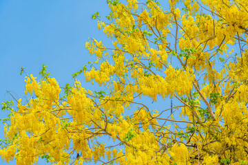 Beautiful blooming Yellow Golden Cassia fistula flowers with the park in spring day at daytime blue sky background in Thailand.
