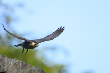 Peregrine Falcon 