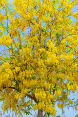 Beautiful blooming Yellow Golden Cassia fistula flowers with the park in spring day at daytime blue sky background in Thailand.