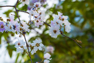 Beautiful blooming bungor (Lagerstroemia loudonii Teijsm. Binn) flowers Thai bungor tree and green leaves with the park in spring day blue sky background Thailand.