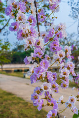 Beautiful blooming bungor (Lagerstroemia loudonii Teijsm. Binn) flowers Thai bungor tree and green leaves with the park in spring day blue sky background Thailand.