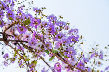 Beautiful blooming bungor (Lagerstroemia loudonii Teijsm. Binn) flowers Thai bungor tree and green leaves with the park in spring day blue sky background Thailand.