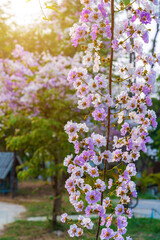 Obraz premium Beautiful blooming bungor (Lagerstroemia loudonii Teijsm. Binn) flowers Thai bungor tree and green leaves with the park in spring day blue sky background Thailand.