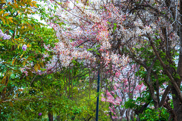 Beautiful blooming bungor (Lagerstroemia loudonii Teijsm. Binn) flowers Thai bungor tree and green leaves with the park in spring day blue sky background Thailand.