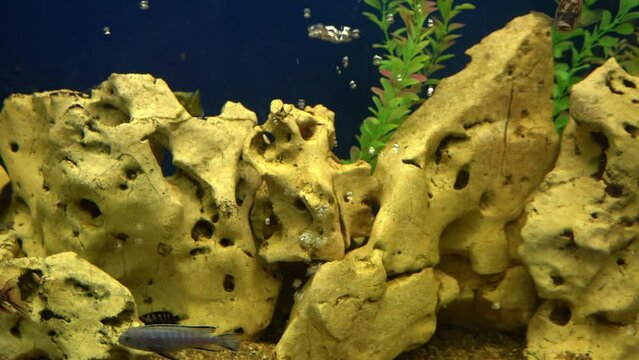 Colourfull fishes in the aquarium. Domestic fish swims. A pet. Underwater world at home.