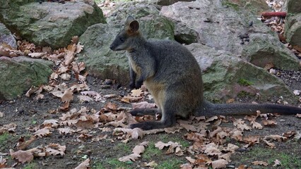 Swamp wallaby (Wallabia bicolor). Also commonly known as black wallaby, black-tailed wallaby, fern wallaby, black pademelon, stinker, black stinker.